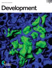 Cover of Development, featuring study using the protocol.