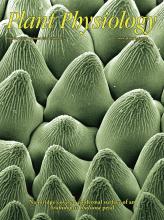 Cover of Plant Physiology, featuring study using the protocol.