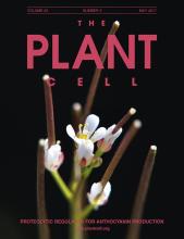 Cover of The Plant Cell, featuring study using the protocol.