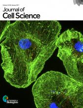 Cover of Journal of Cell Science, featuring study using the protocol.