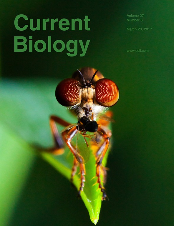 Cover of Current Biology, featuring study using the protocol.