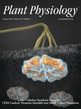 Cover of Plant Physiology, featuring study using the protocol.