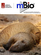 Cover of mBio, featuring study using the protocol.