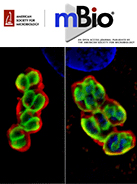 Cover of mBio, featuring study using the protocol.