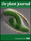 Cover of The Plant Journal, featuring study using the protocol.