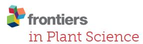 Cover of Frontiers in Plant Science, featuring study using the protocol.