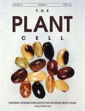 Cover of The Plant Cell, featuring study using the protocol.