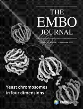 Cover of The EMBO Journal, featuring study using the protocol.