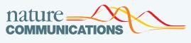 Cover of Nature Communications, featuring study using the protocol.