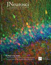 Cover of The Journal of Neuroscience, featuring study using the protocol.