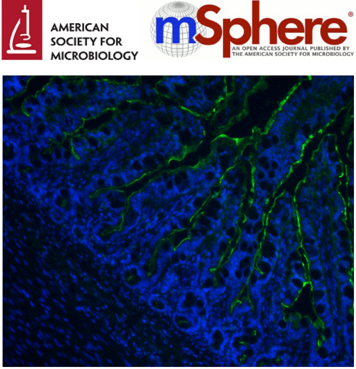 Cover of mSphere, featuring study using the protocol.