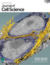 Cover of Journal of Cell Science, featuring study using the protocol.