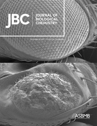 Cover of The Journal of Biological Chemistry, featuring study using the protocol.