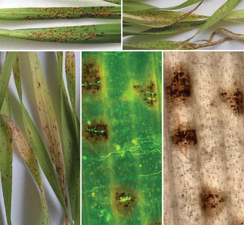 Cover of Molecular Plant Microbe Interactions, featuring study using the protocol.