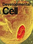 Cover of Developmental Cell, featuring study using the protocol.