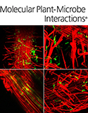 Cover of Molecular Plant Microbe Interactions, featuring study using the protocol.