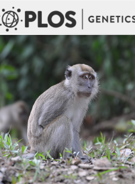 Cover of PLOS Genetics, featuring study using the protocol.