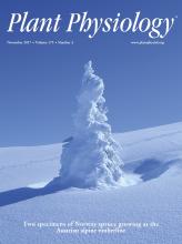 Cover of Plant Physiology, featuring study using the protocol.