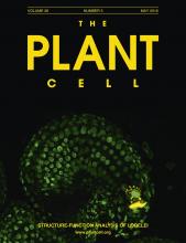 Cover of The Plant Cell, featuring study using the protocol.