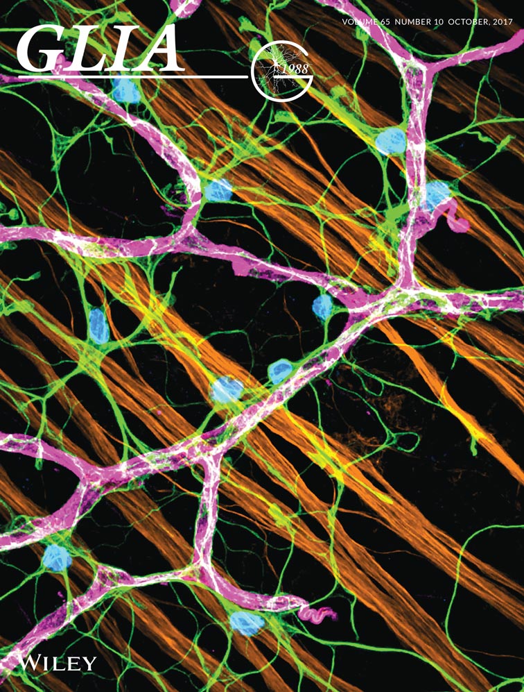 Cover of Glia, featuring study using the protocol.