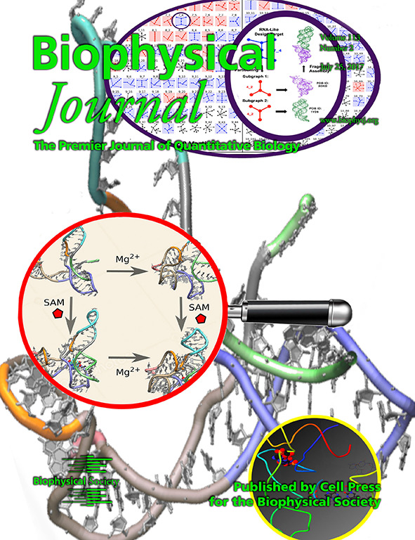 Cover of Biophysical Journal, featuring study using the protocol.