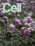 Cover of Cell, featuring study using the protocol.