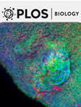 Cover of PLOS Biology, featuring study using the protocol.