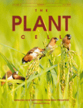 Cover of The Plant Cell, featuring study using the protocol.