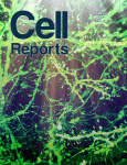 Cover of Cell Reports, featuring study using the protocol.