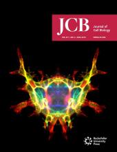 Cover of The Journal of Cell Biology, featuring study using the protocol.