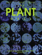 Cover of The Plant Cell, featuring study using the protocol.