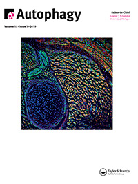 Cover of Autophagy, featuring study using the protocol.