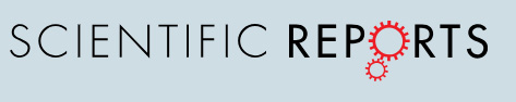 Cover of Scientific Reports, featuring study using the protocol.