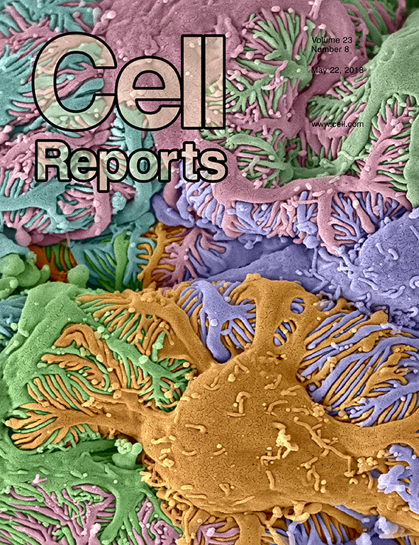 Cover of Cell Reports, featuring study using the protocol.