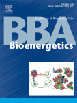 Cover of Biochimica et Biophysica Acta (BBA) - Bioenergetics, featuring study using the protocol.
