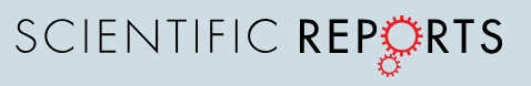 Cover of Scientific Reports, featuring study using the protocol.