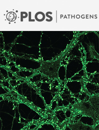 Cover of PLOS Pathogens, featuring study using the protocol.