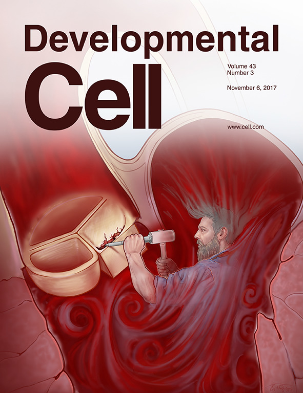 Cover of Developmental Cell, featuring study using the protocol.