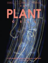 Cover of The Plant Cell, featuring study using the protocol.