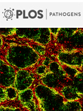Cover of PLOS Pathogens, featuring study using the protocol.