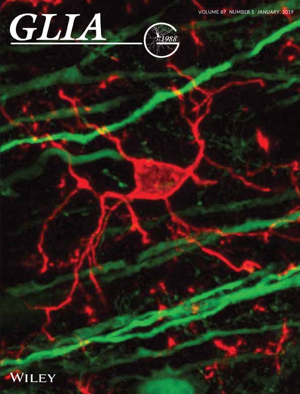 Cover of Glia, featuring study using the protocol.