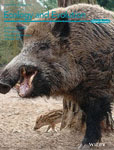 Cover of Ecology and Evolution, featuring study using the protocol.
