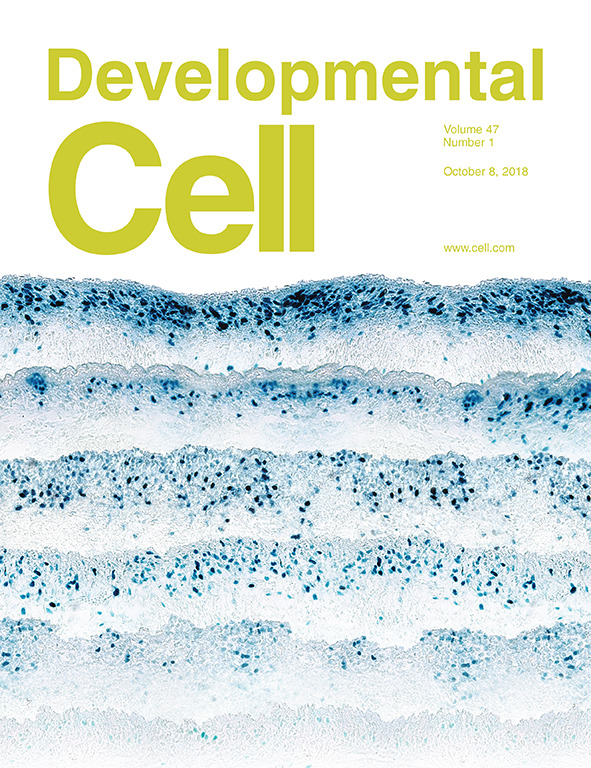 Cover of Developmental Cell, featuring study using the protocol.