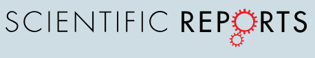 Cover of Scientific Reports, featuring study using the protocol.