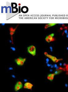 Cover of mBio, featuring study using the protocol.