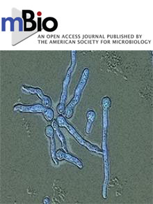 Cover of mBio, featuring study using the protocol.