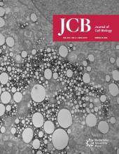 Cover of The Journal of Cell Biology, featuring study using the protocol.