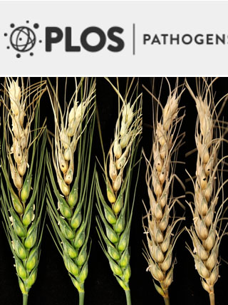 Cover of PLOS Pathogens, featuring study using the protocol.
