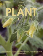 Cover of The Plant Cell, featuring study using the protocol.