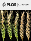 Cover of PLOS Pathogens, featuring study using the protocol.